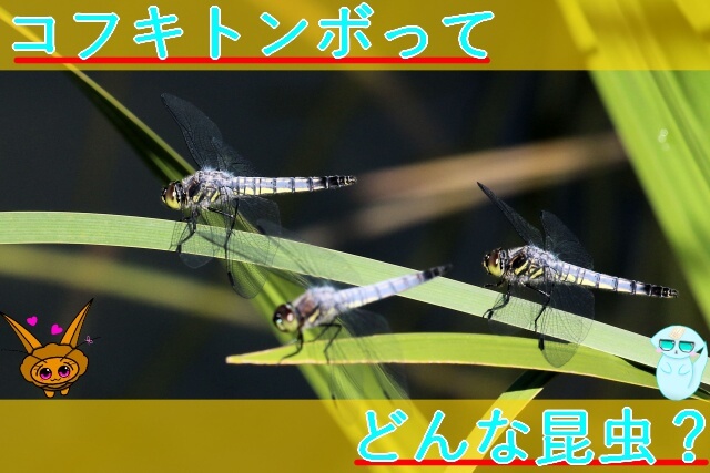 Thumbnail of post image 112